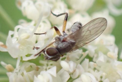 Réf. 326 747 : Coenosia octopunctata